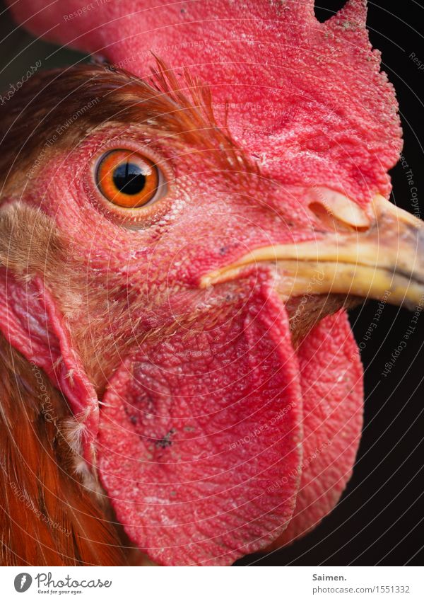 corn Animal Farm animal Animal face 1 Red Barn fowl Eyes Beak Feather Pupil Colour photo Multicoloured Exterior shot Close-up Day Bird's-eye view