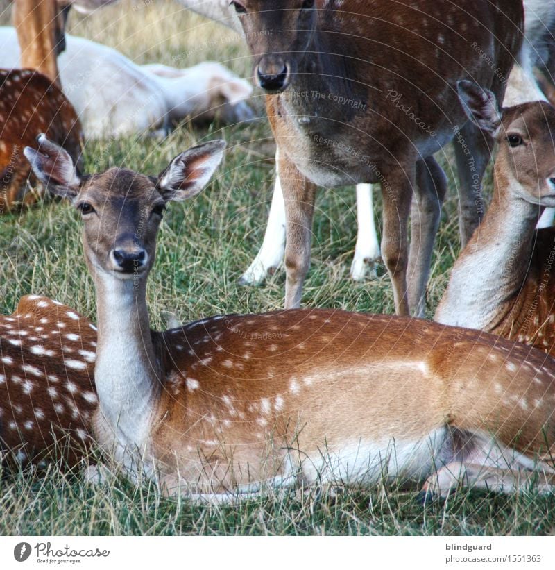 Fully REHabilitated Roe deer stag Fallow deer Pelt points blotch Colour photo Deserted Forest Brown Mammal Wild animal Exterior shot Nature Animal