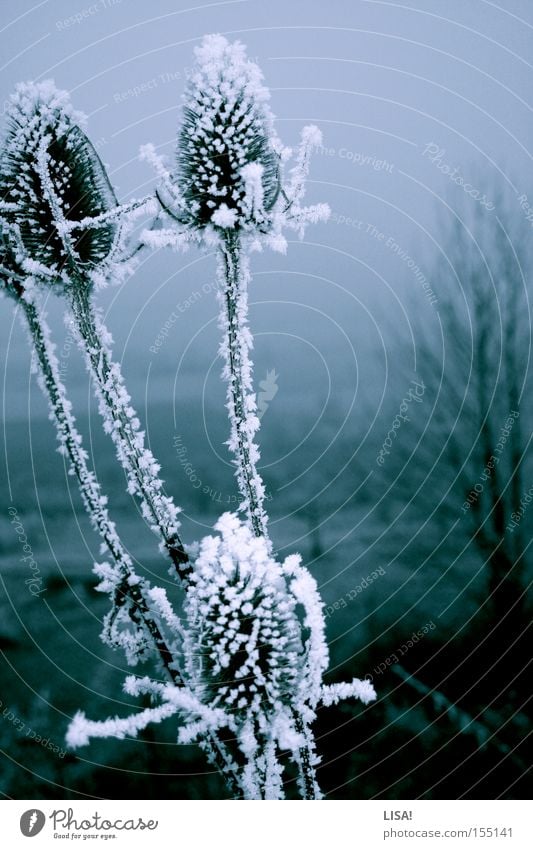 thistles Twilight Winter Snow Plant Flower Cold Thistle Frost Snow crystal