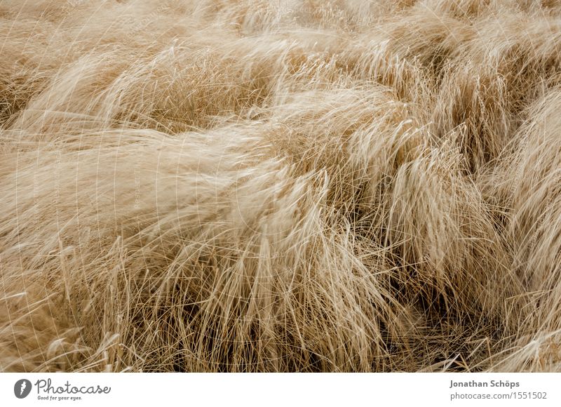 crazy field I Environment Nature Landscape Plant Air Weather Bad weather Wind Gale Rebellious Brown Yellow Gold Field Grass Straw Working in the fields