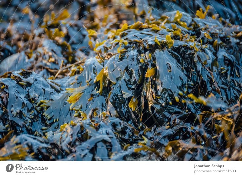 seaweed salad Environment Nature Landscape Esthetic Ocean North Sea Algae Blue Yellow Glittering Reflection Plant Beach Vacation & Travel Mud flats Lake Water