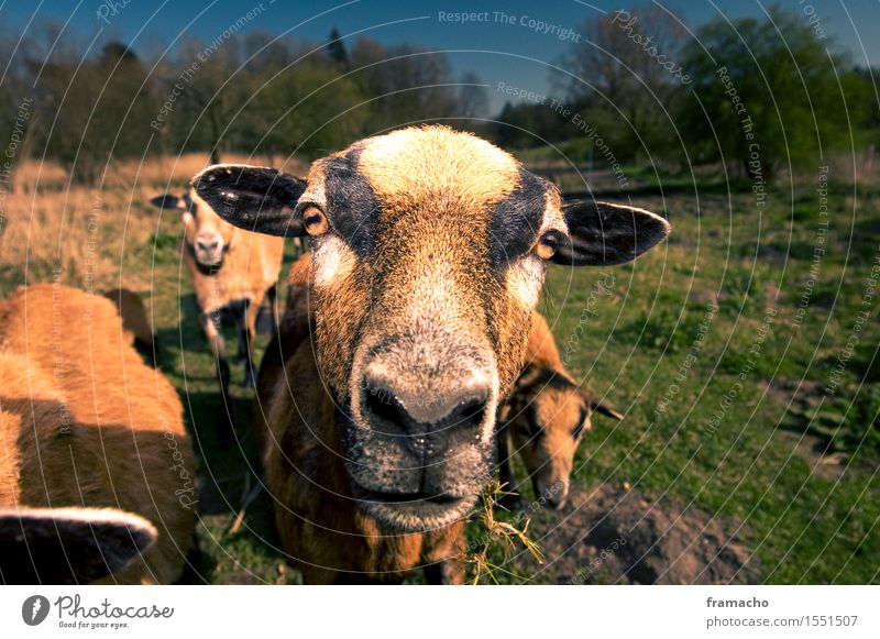 Cameroon 2 Environment Nature Landscape Plant Animal Earth Sky Cloudless sky Spring Beautiful weather Grass Meadow Farm animal Animal face Pelt Sheep Flock