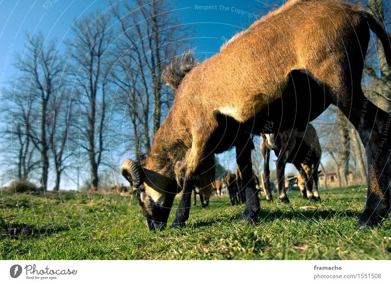 Cameroonian Trip Nature Landscape Plant Animal Sky Cloudless sky Spring Beautiful weather Grass Meadow Farm animal Pelt Sheep Group of animals Herd To feed