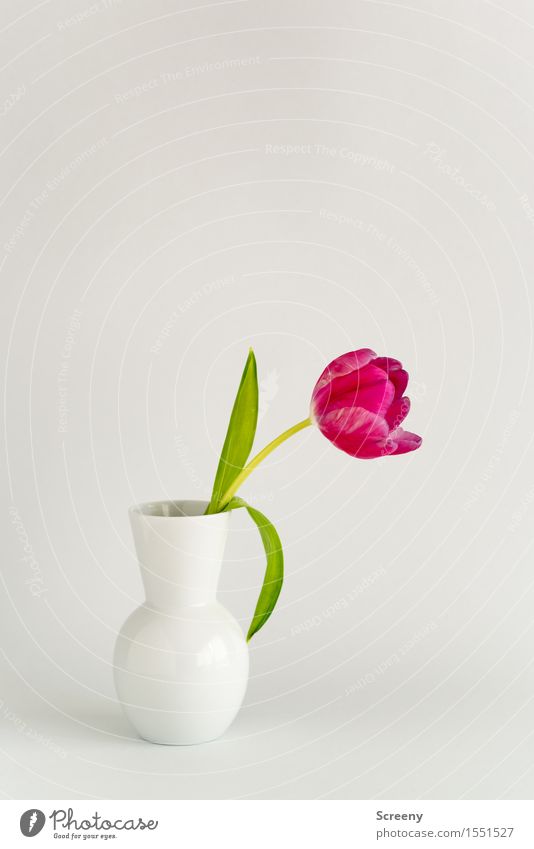 Spring to go Flower Tulip Vase Natural Green Pink White Esthetic Nature Still Life Blossom Easter Colour photo Interior shot Studio shot Deserted Copy Space top