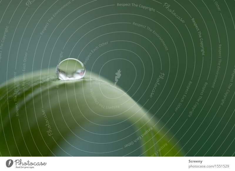 Voltage Water Drops of water Plant Leaf Small Wet Green Fresh Surface tension Colour photo Macro (Extreme close-up) Deserted Copy Space right Copy Space top Day