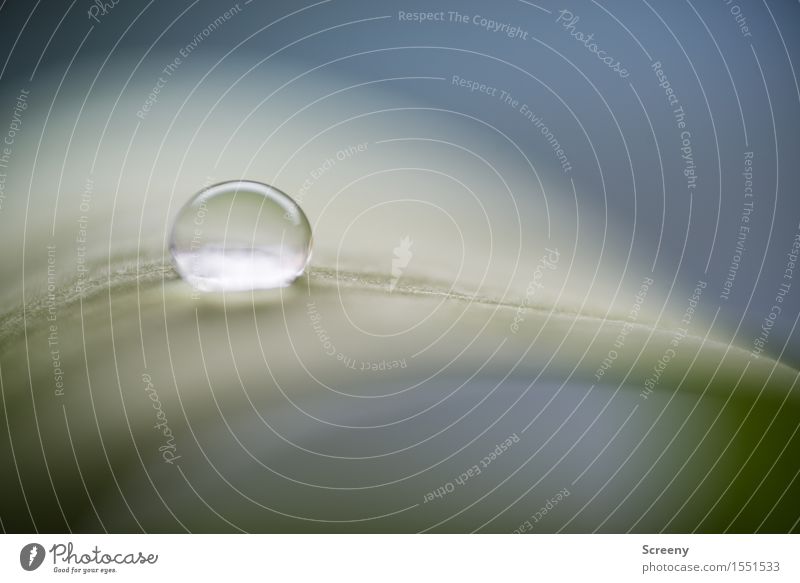 slip hazard Drops of water Plant Leaf Small Wet Round Green Fragile Fresh Surface tension Colour photo Macro (Extreme close-up) Deserted Day Reflection