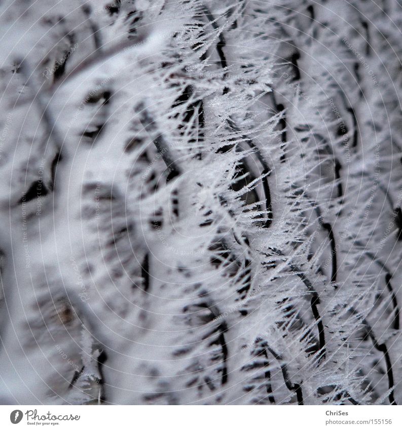 ice age Frost Winter Hoar frost Cold Ice Snow Wire Fence Point Lace Macro (Extreme close-up) Close-up Northern Forest Abstract Wire netting wind-blown ChrISISIS