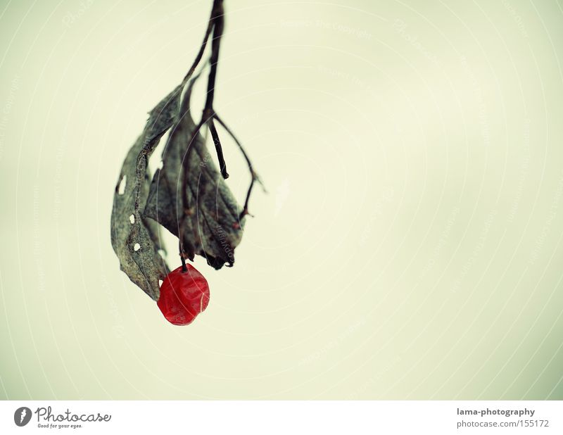 a pearl of nature Rawanberry Berries Bunch of grapes Leaf Branch Delicate Winter Autumn Red Loneliness Limp Ice Snow Fruit Macro (Extreme close-up) Close-up rob