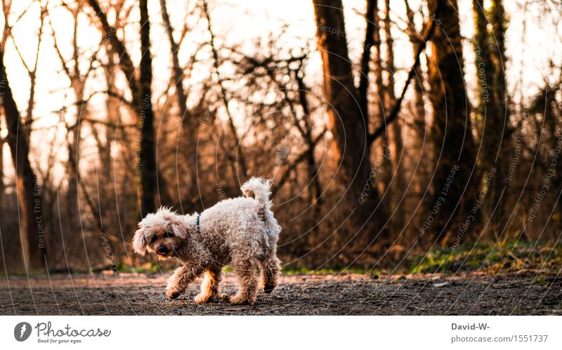 stroll Harmonious Leisure and hobbies Playing Environment Nature Landscape Forest Animal Pet Dog Pelt Paw 1 Contentment Joie de vivre (Vitality) Poodle