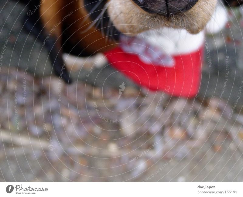 Obey the Basset Dog Animal Neckerchief Snout Perspective Partially visible Snapshot Mammal Basset Hound depth blur man's faithful friend