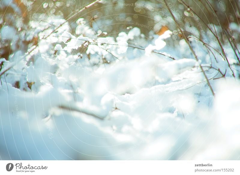 Snow and ice Landscape Virgin snow Light Glittering Brilliant Freedom To go for a walk Treptow Winter Bushes Branch Undergrowth Twig Hoar frost River Brook