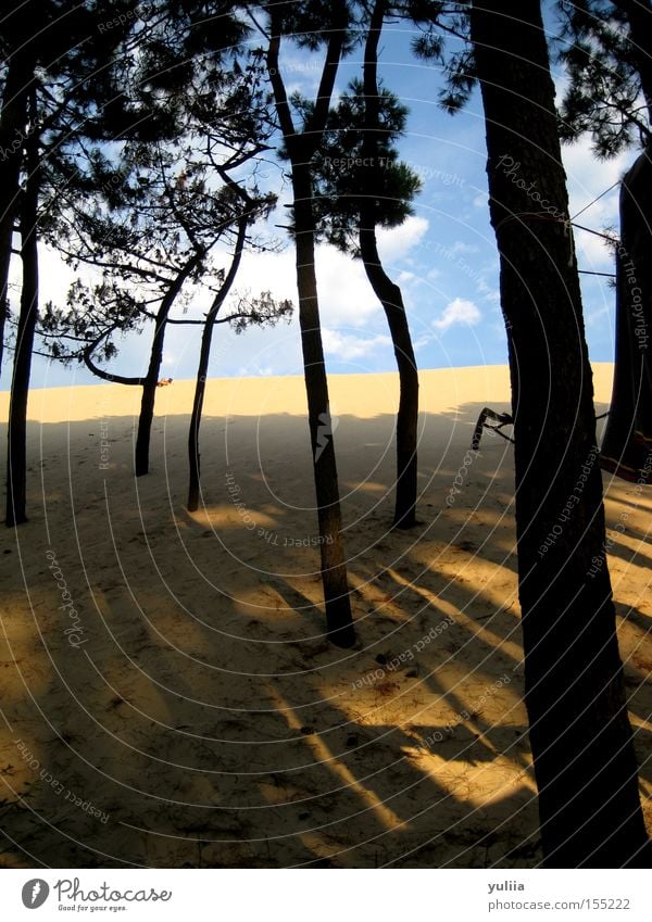 sand dune Beach Sand Tree Stone pine Sky Clouds Beach dune Shadow Incline