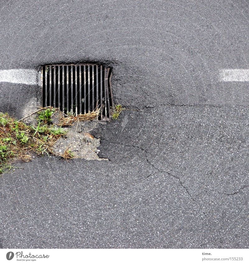 brush clown Foliage plant Traffic infrastructure Street Metal Variable Colour Drainage Gully Asphalt Grating Iron Regulation Detail Grass Deserted