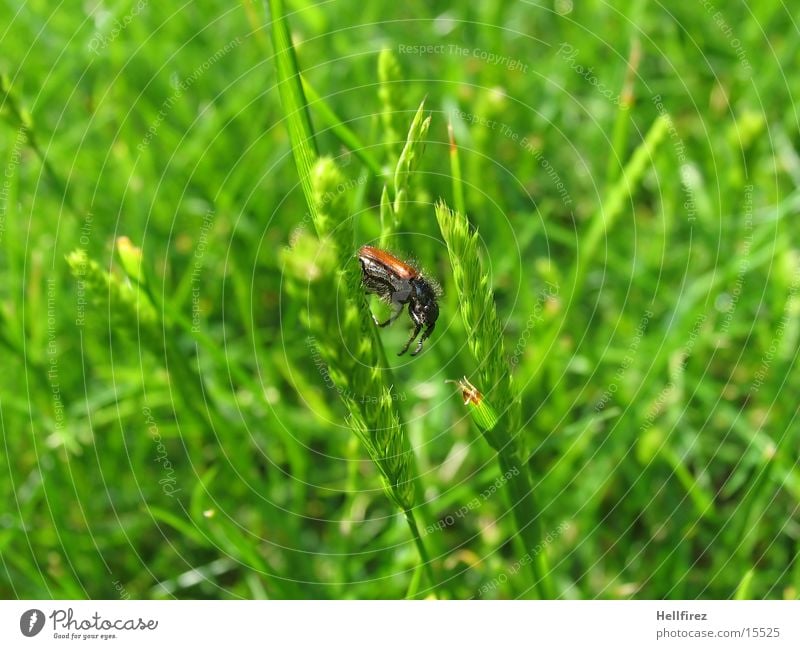 bow Grass Blade of grass Bow Beetle Detail Macro (Extreme close-up)