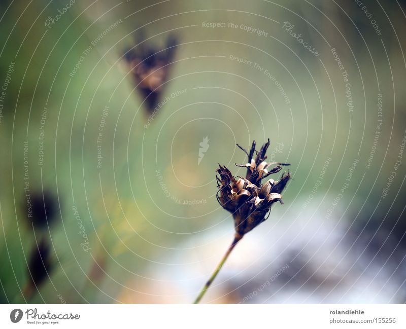 You need me Flower Plant Meadow Dried Shriveled Bud Leaf bud Grass Macro (Extreme close-up) Detail Stalk Close-up close-up photography