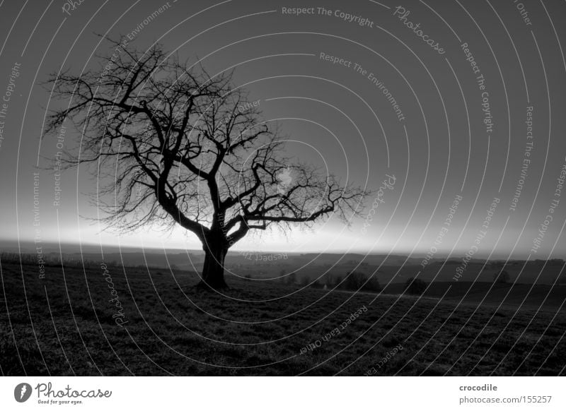 adhesion Tree Loneliness Winter Bleak Branch Wood Tree trunk Nature Mountain Hill Twilight Dark Fear Cold Oppressive Panic Black & white photo Spooky