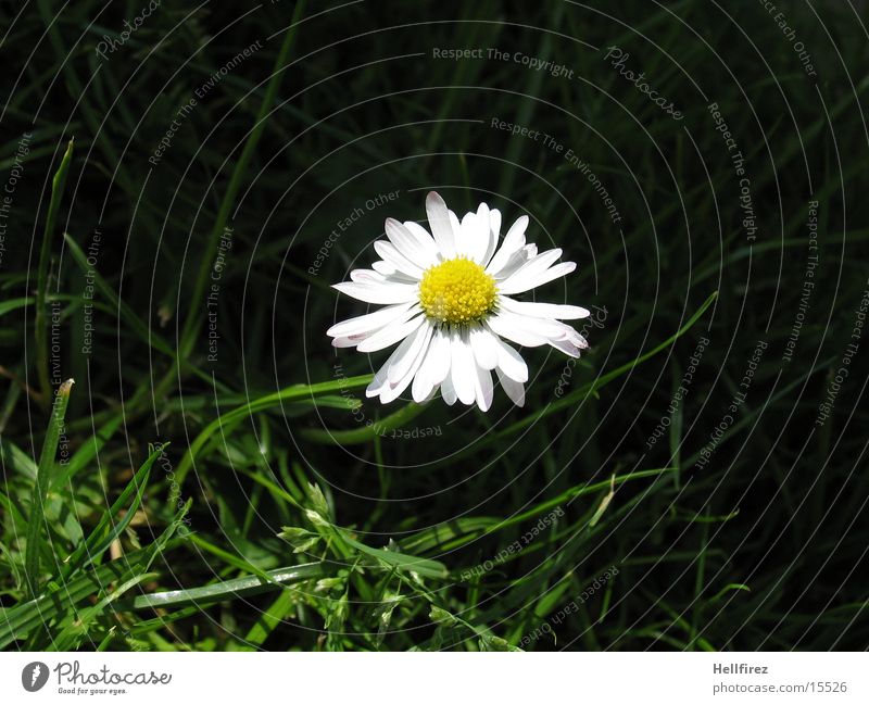 daisies Dark White Yellow Daisy Grass Blade of grass Nature Detail Macro (Extreme close-up)