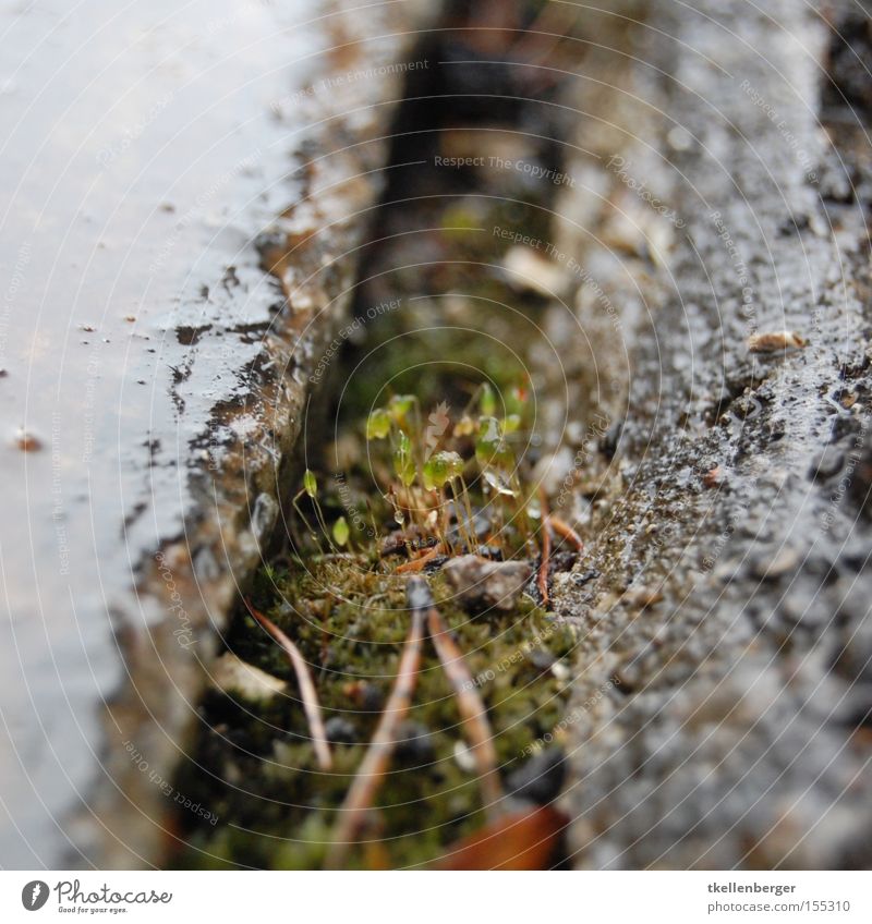 With the head through the ground and held out Plant Rain Wet Macro (Extreme close-up) Plantlet Survive Growth Arrange Loneliness Fine Vulnerable Exposed