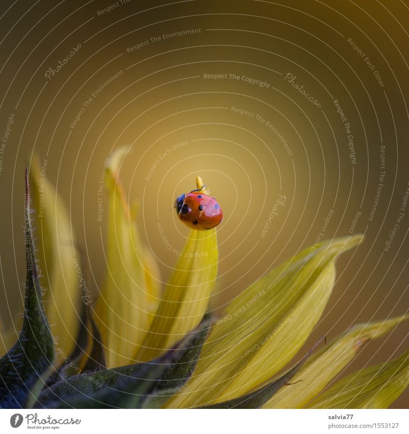 ...towards the sun Nature Plant Animal Spring Summer Flower Blossom Sunflower Garden Wild animal Beetle Ladybird Seven-spot ladybird Insect 1 Blossoming