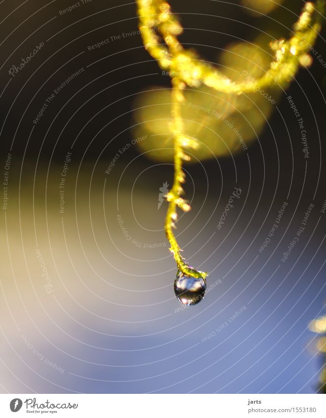 it drips Sky Beautiful weather Moss Fluid Fresh Glittering Wet Natural Nature Tears Drop Water Colour photo Exterior shot Close-up Detail Deserted