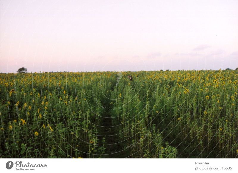 Loneliness II Field sunflowers Human being