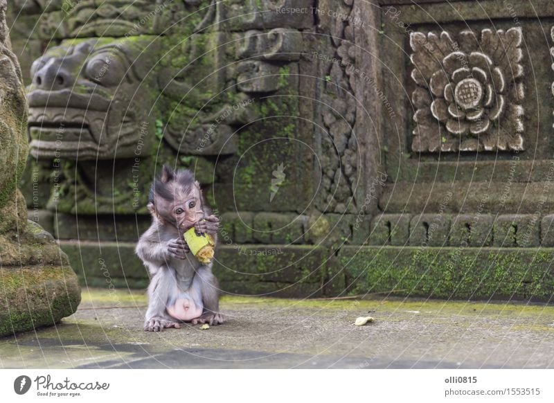 Baby Monkey eating Fruit Eating Nature Animal Ubud Monkeys Small Funny Cute Wild Brown Loneliness Vacation & Travel Apes Asia Bali food kid Temple wildlife