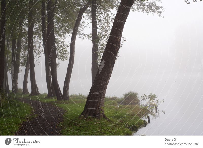 be on the brink Tree Nature Park Lanes & trails Edge Lakeside Body of water Fog Dreary Cold Ambiguous Insecure Bad weather Morning Calm Autumn