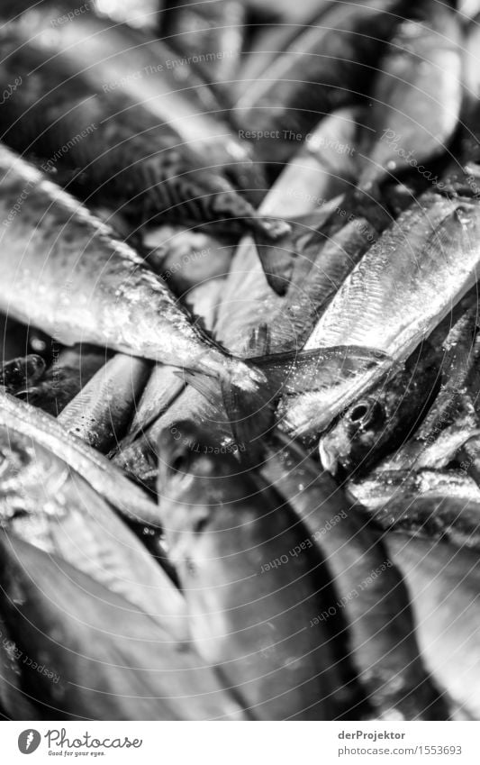 Fisheries in Vieira Leiria 16 Vacation & Travel Tourism Trip Adventure Environment Nature Landscape Plant Animal Summer Beautiful weather Waves Coast Beach