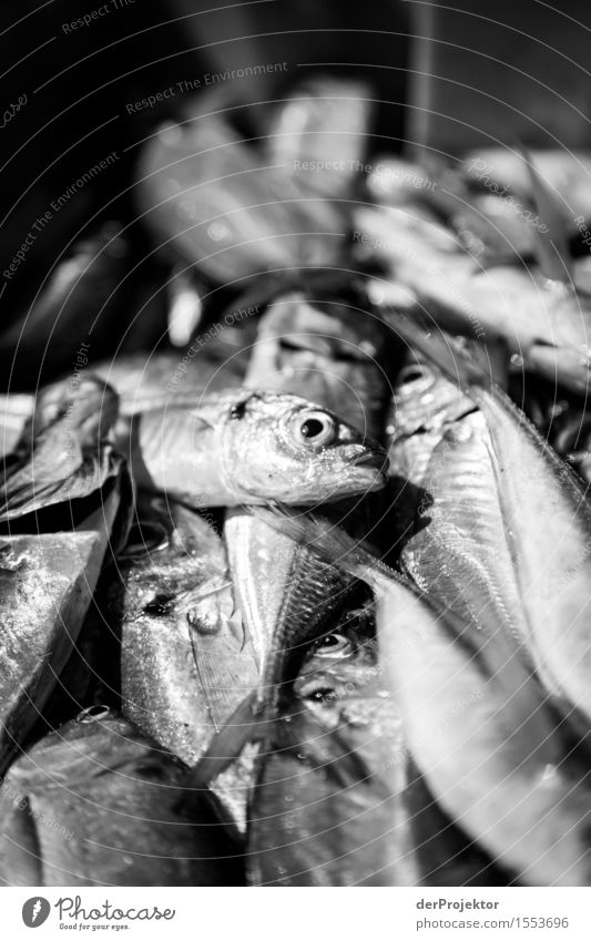 Fisheries in Vieira Leiria 12 Vacation & Travel Tourism Trip Environment Nature Plant Animal Summer Waves Coast River bank Beach Ocean Wild animal Dead animal