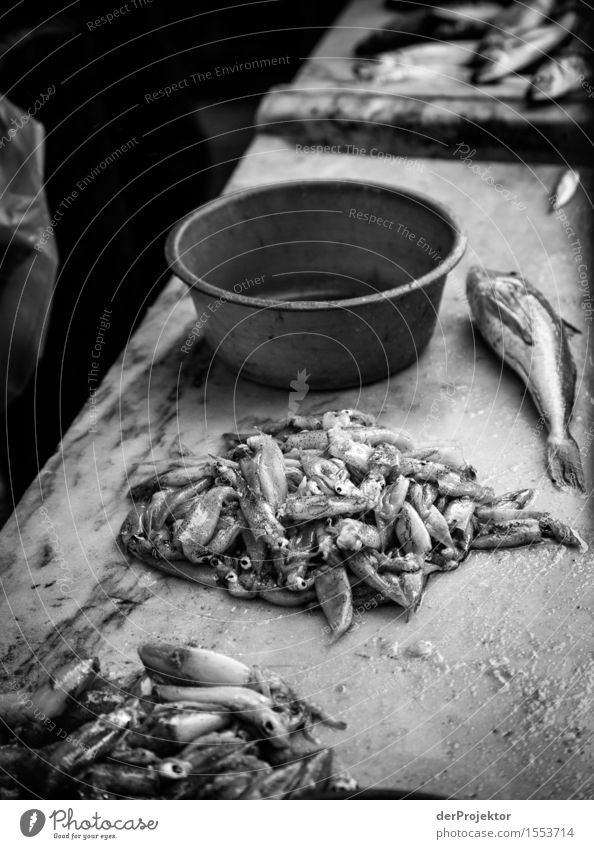 Fisheries in Vieira Leiria 9 Vacation & Travel Tourism Trip Adventure Summer vacation Environment Landscape Beautiful weather Fishing village Marketplace