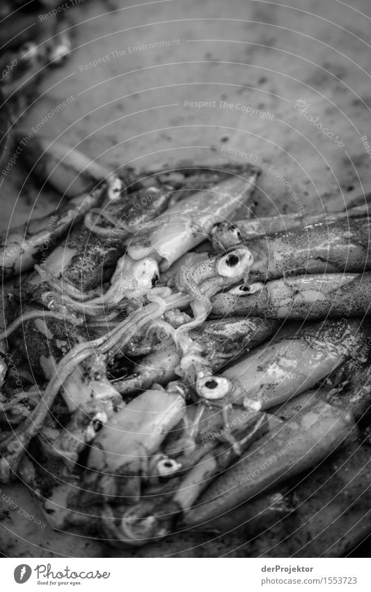 Fishing in Vieira Leiria 19: Freshly caught on the table Vacation & Travel Tourism Trip Adventure Far-off places Freedom Sightseeing Summer vacation Nature