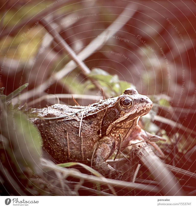 RISEN FROM POWER Nature Elements Sand Spring Bushes Forest Bog Marsh Animal Wild animal Frog 1 Sign Famousness Success Naked Wet Slimy Beginning Mysterious Life