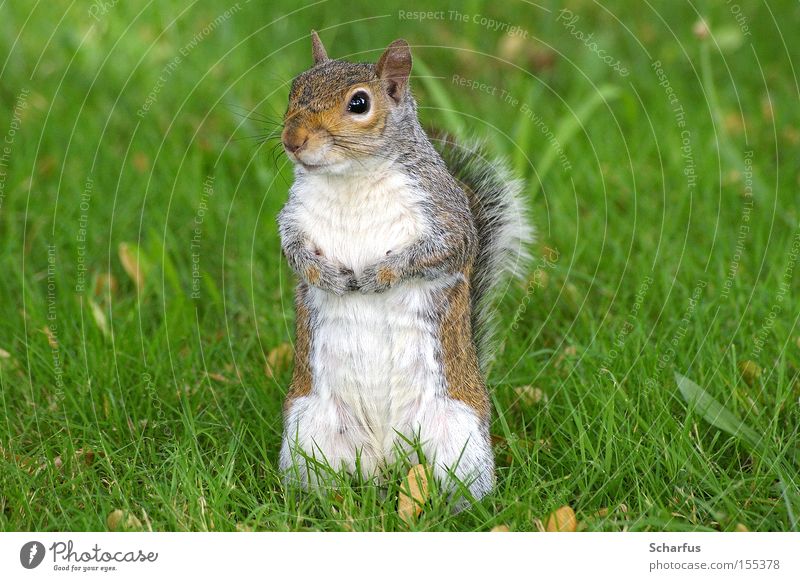 Eat...? Colour photo Exterior shot Close-up Neutral Background Evening Deep depth of field Worm's-eye view Animal portrait Looking Looking into the camera Life