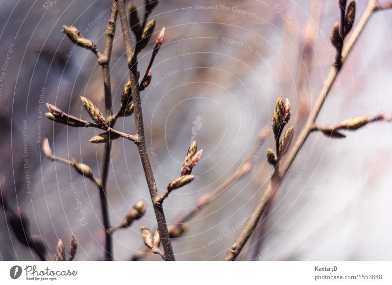 bud Nature Animal Spring Tree Blossoming Twigs and branches Leaf bud Colour photo Exterior shot Detail Light