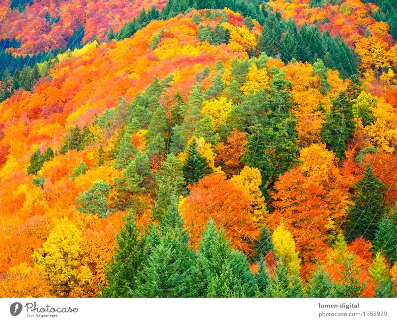 Leaf colouring in autumn Autumn Tree Natural Yellow Red Colour Vacation & Travel Black Forest Indian Summer Autumn leaves Maple tree Multicoloured Day