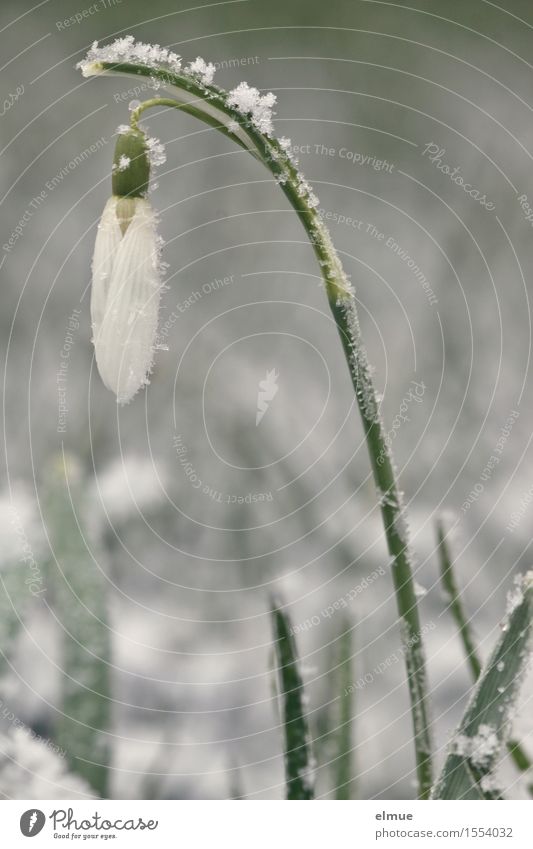 early spring ringing Spring Ice Frost Snow Flower Snowdrop Meadow Bell Glockenspiel chastened Blossoming Growth Elegant Thin White Happy