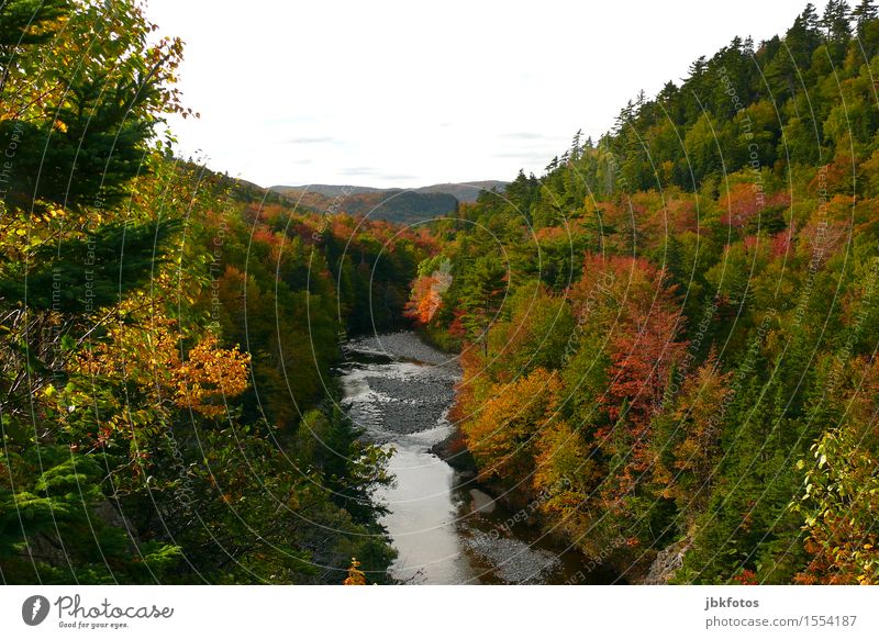 autumn foliage Environment Nature Landscape Plant Tree Power Moody Cape Breton Island Autumn Indian Summer Colour Multicoloured Forest Canyon Brook River