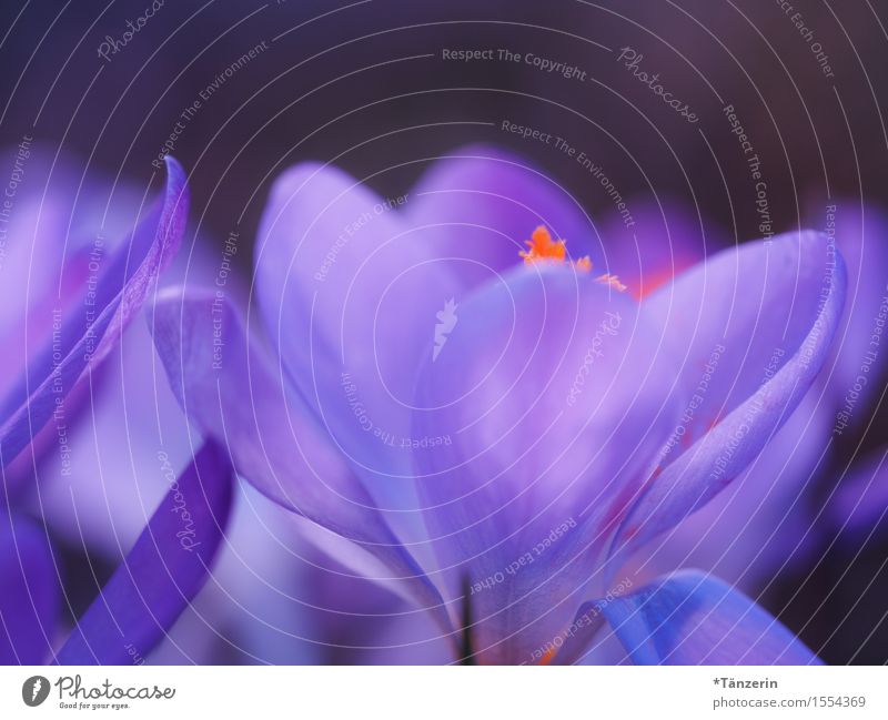 spring! Nature Plant Spring Beautiful weather Flower Crocus Esthetic Natural Blue Violet Orange Colour photo Multicoloured Exterior shot