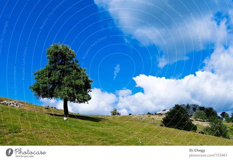 Lonely Tree Clouds Blue Green Rural Grass White Stone Mountain Hill Loneliness Sky Spring