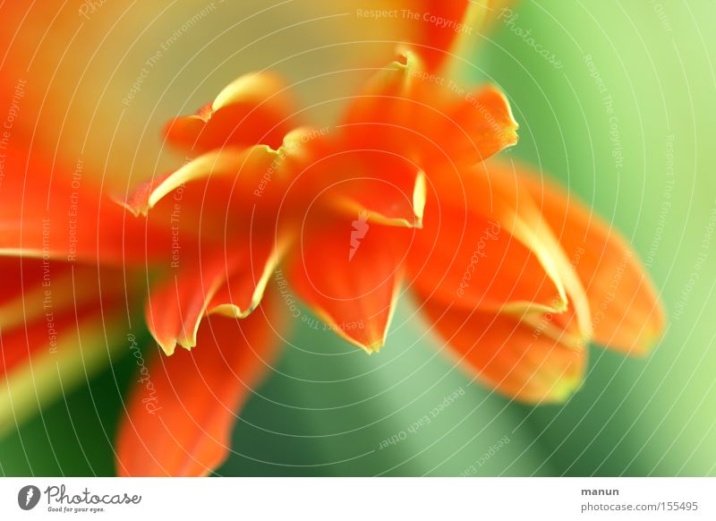 spring freshness Close-up Detail Abstract Copy Space right Copy Space top Copy Space bottom Shallow depth of field Beautiful Life Harmonious Well-being Senses