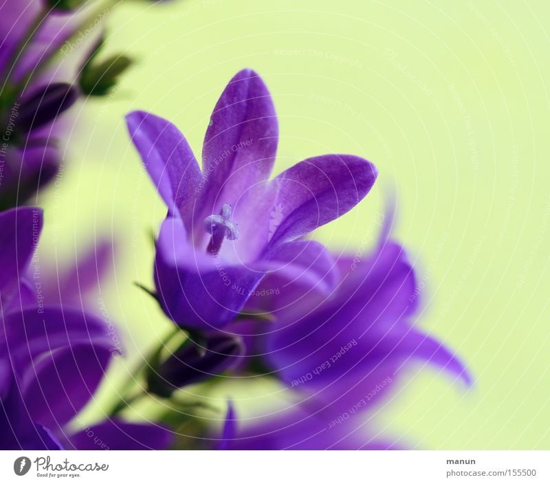 herald of spring Beautiful Nature Spring Plant Flower Blossom Delicate Spring flower Spring colours Gentiana verna Blossoming Violet Spring fever Colour photo