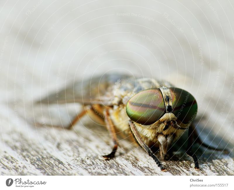 Male brake (Tabanus bromius)_03 Dipterous Insect Blood Animal Fly Mosquitos Suck Eyes Compound eye Fear Panic Macro (Extreme close-up) Close-up Brakes