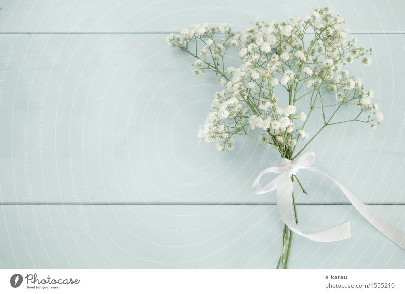 bouquet of gypsophila Mother's Day Wedding Baptism Flower Bouquet Wood Simple Friendliness Happiness Blue White Spring fever Sympathy Friendship Romance