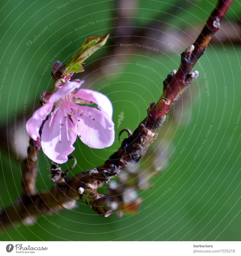 Easter greeting Nature Plant Spring Blossom Agricultural crop Peach blossom Twig Garden Blossoming Illuminate Esthetic Bright Pink Moody Spring fever