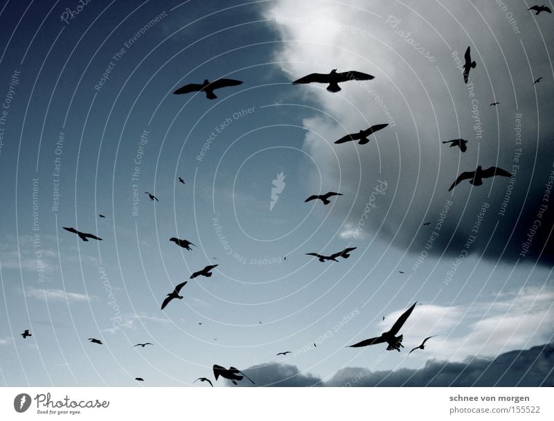 flying Bird Sky Clouds Air Weather Seagull Lake Ocean Thunder and lightning Rain Blue White