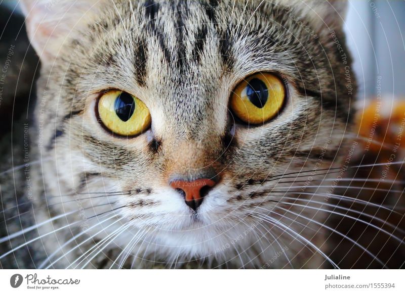 Cat portrait with yellow eyes Face Animal Moustache Pet 1 Stripe Near Yellow Mammal whiskers sideburns close Colour photo