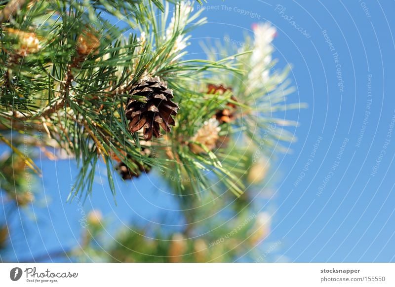 Pine cones Tree Detail Nature Evergreen European Finland Finnish pinus Cone Branch