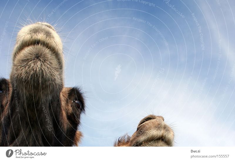 Where's the birdie? Animal Sky Clouds Animal face Pelt 2 Pair of animals Looking Funny Curiosity Brown Watchfulness Camel Dromedary Bactrian camel Head Muzzle