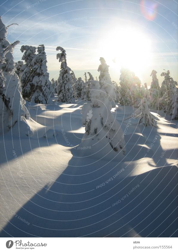 fairytale forest 2 Sun Winter Snow Mountain Nature Landscape Beautiful weather Ice Frost Tree Fir tree Spruce Forest Peak Snowcapped peak Cold Esthetic Bizarre