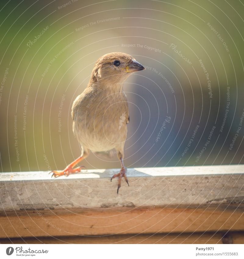 sparrow Wild animal Bird Passerine bird Sparrow 1 Animal Looking Natural Curiosity Feminine Brown Interest Nature Colour photo Exterior shot Deserted